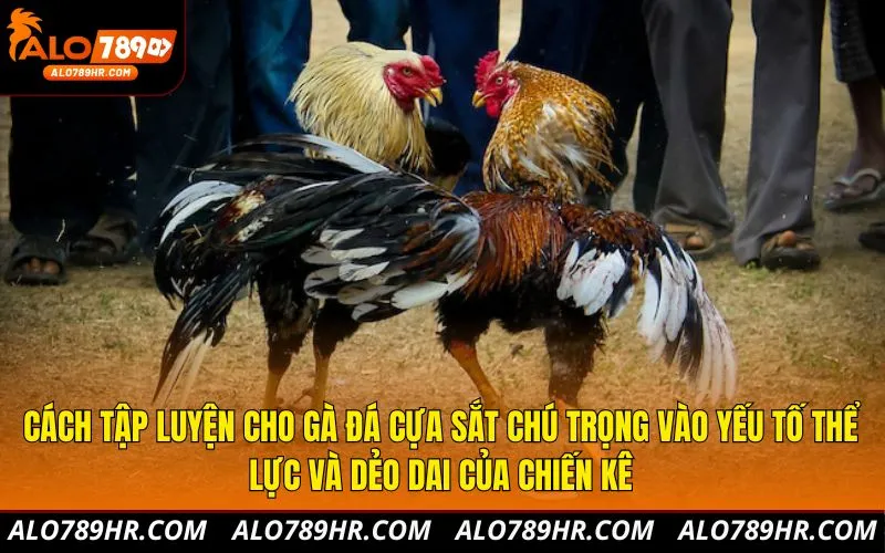Cách tập luyện cho gà đá cựa sắt chú trọng vào yếu tố thể lực và dẻo dai của chiến kê