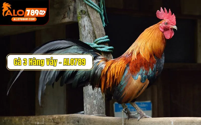 Gà 3 hàng vảy có đặc điểm gì? Tốt hay xấu?