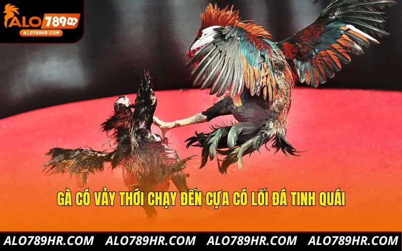 Gà có vảy thới chạy đến cựa có lối đá tinh quái