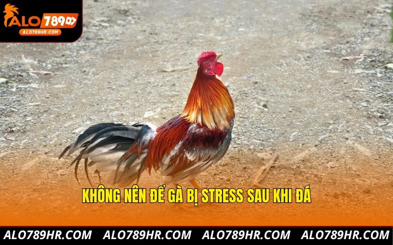 Không nên để gà bị stress sau khi đá