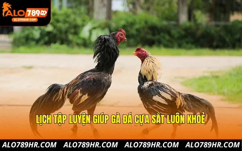 Lịch tập luyện giúp gà đá cựa sắt luôn khoẻ