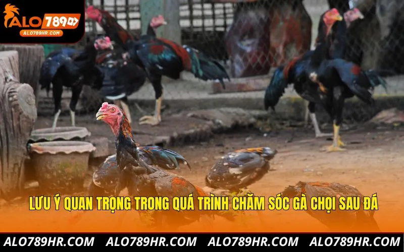 Lưu ý quan trọng trong quá trình chăm sóc gà chọi sau đá
