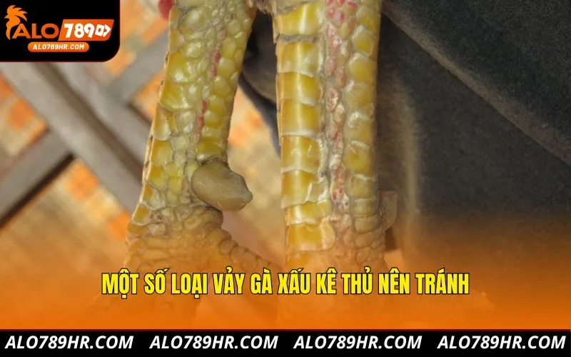 Một số loại vảy gà xấu kê thủ nên tránh