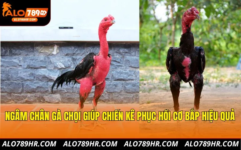 Ngâm chân gà chọi giúp chiến kê phục hồi cơ bắp hiệu quả
