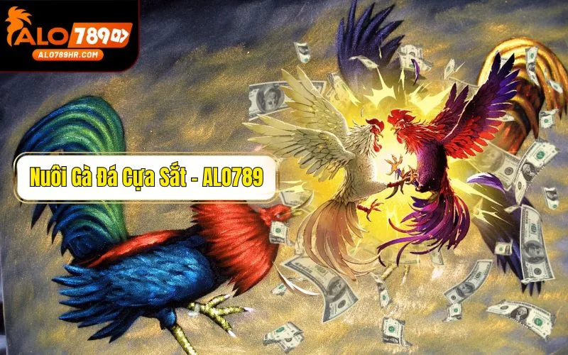 Cách nuôi gà đá cựa sắt chân mạnh, mau tới pin, không bị hốc