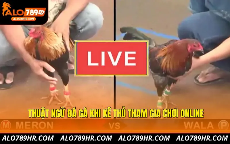 Thuật ngữ đá gà khi kê thủ tham gia chơi online