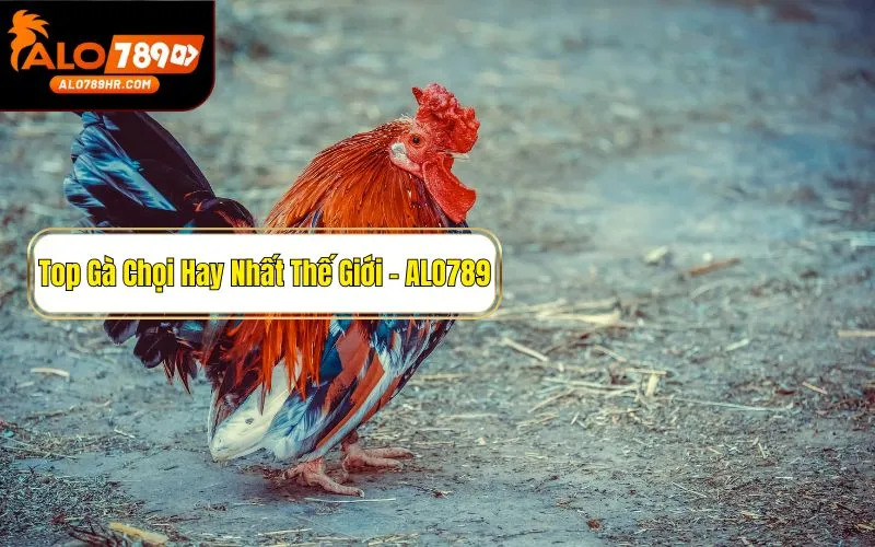 Top gà chọi hay nhất thế giới được kê thủ săn đón